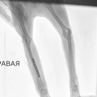 Ветеринарная клиника Симба Фото 2 на проекте VetSpravka.ru Ветеринарная клиника Симба Фото 2 на проекте VetSpravka.ru
